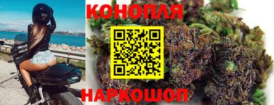 крисы Славгород